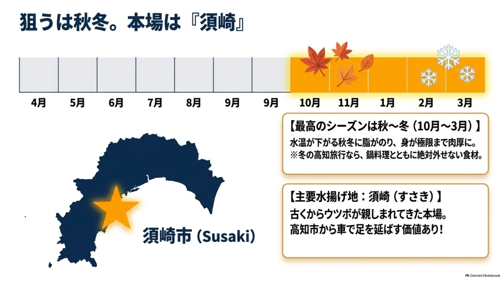 10月から3月の秋冬シーズンが旬であることを示すカレンダーと、主要水揚げ地である須崎市の解説がまとまったインフォグラフィック。
