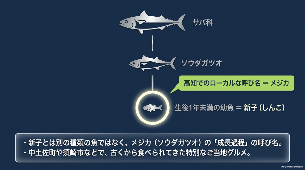 メジカ（ソウダガツオ）と新子（生後1年未満の幼魚）の関係を示すスライド資料